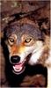 [Ashwood-Wolves] Gray Wolf