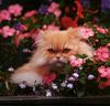 [Cats & Kitens 2003 Calendar] April - Jerry Shulman