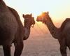 [Worldprints - Africa] Camels