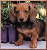 [zFox SDC] Dachshund Puppies Calendar 2002 - May