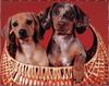 [zFox SDC] Dachshund Puppies Calendar 2002 - June