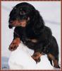 [zFox SDC] Dachshund Puppies Calendar 2002 - December