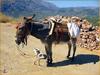 [Sharper - Trip to Crete] Donkey