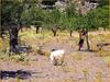 [Sharper - Trip to Crete] Goats