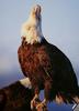 [GrayCreek] Bald Eagle