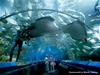 [DOT CD01] Australia - Giant Stingrays, Oceanworld at Manly, Sydney