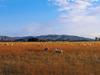 [DOT CD01] Sheep herd, Dunedin, New Zealand