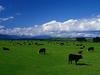[DOT CD01] Cattle, New Zealand
