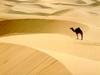 [DOT CD01] Landscape - Dromedary Camel