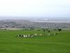[DOT CD01] Scenery - Cattle Herd, Pestwick, Scotland