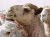 [DOT CD01] Scenery - Dromedary Camel, Kuwait City