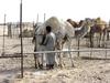 [DOT CD01] Scenery - Dromedary Camel, Kuwait City