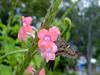 [DOT CD01] Scenery - Butterfly, New Orleans, Louisiana City Park