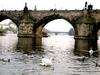 [DOT CD01] Scenery - Mute Swans, Prague, Czech Republic