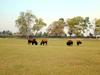 [DOT CD02] Florida - Gilchrist County - American Bisons