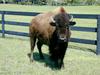 [DOT CD02] Florida - Gilchrist County - American Bison