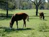 [DOT CD02] Florida - Gilchrist County - Horses