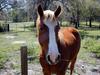 [DOT CD02] Florida - Gilchrist County - Horse