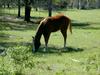 [DOT CD02] Florida - Gilchrist County - Horse