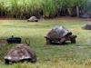 [DOT CD02] Hawaii - Honolulu Zoo - Turtles