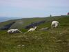 [DOT CD02] St. Marys, Newfoundland - Sheep