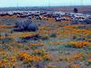 [DOT CD02] California Mojave Desert- Sheep