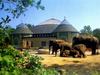 [DOT CD03] Germany - Munich - Hellabrunn Zoo - Asiatic Elephants