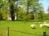 [DOT CD03] Netherlands - Gelderse Valley - Leusden - Sheep