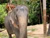 [DOT CD03] Thailand - Koh Samui - Thai Elephant