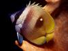 [DOT CD03] Underwater - Butterflyfish