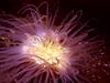 [DOT CD03] Underwater - Cylinder Rose
