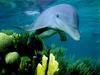 [DOT CD03] Underwater - Dolphin