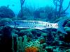 [DOT CD03] Underwater - Great Barracuda