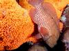 [DOT CD03] Underwater - Grouper on Sponge