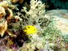 [DOT CD03] Underwater - Honey Damselfish