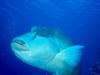 [DOT CD03] Underwater - Napoleon fish, humphead wrasse (Cheilinus undulatus)