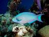 [DOT CD03] Underwater - Queen Parrotfish