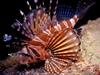 [DOT CD03] Underwater - Red Firefish (Lionfish)
