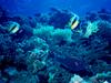 [DOT CD03] Underwater - Red Sea Scene