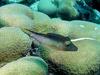 [DOT CD03] Underwater - Sharp-nosed Pufferfish