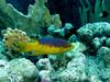 [DOT CD03] Underwater - Spanish Hogfish