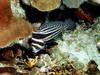 [DOT CD03] Underwater - Spotted Drumfish