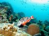 [DOT CD03] Underwater - Stoplight Parrotfish