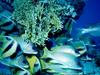 [DOT CD03] Underwater - Sweetlips
