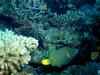 [DOT CD03] Underwater - Triggerfish