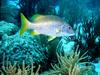 [DOT CD03] Underwater - Yellowfin Snapper