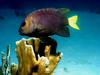[DOT CD03] Underwater - Yellowtail Damselfish