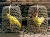 [DOT CD04] Indonesia - Bali - Golden Chickens