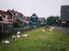 [DOT CD04] Netherlands(Holland) - Marken - Sheep