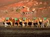[DOT CD04] Spain Lanzarote - Camels